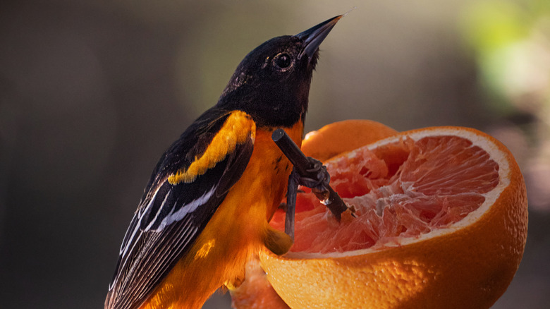 Oriole eating orange