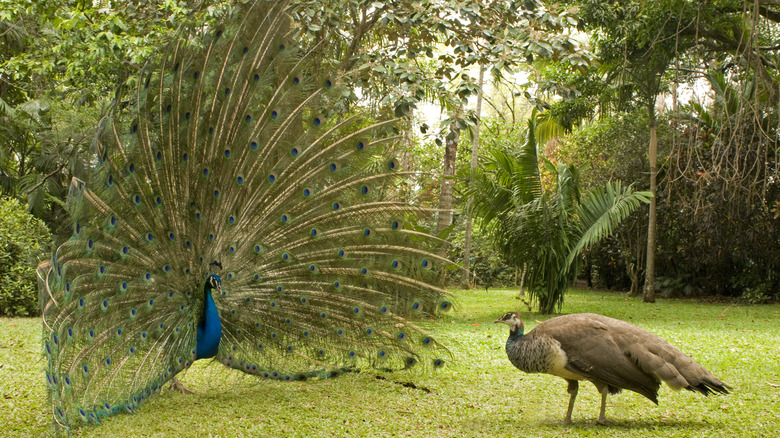 Peacock and peahen on lawn