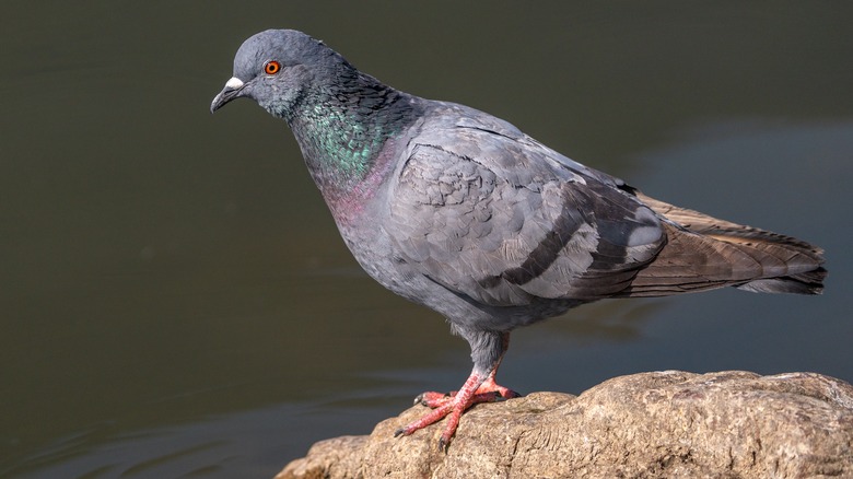 Pigeon sitting on rock