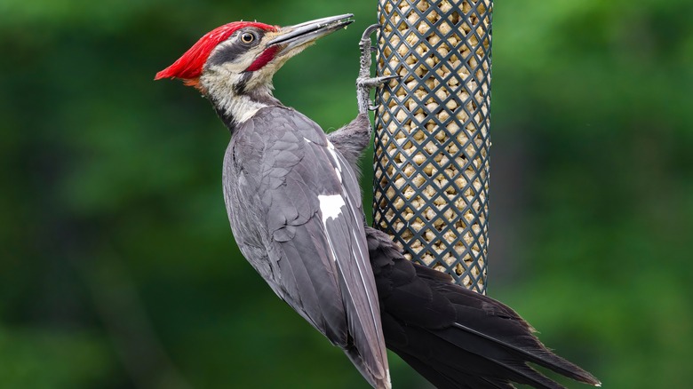 Pileated woodpecker on feeder