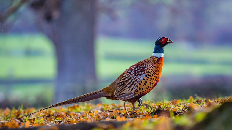 Male pheasant walking in leaves