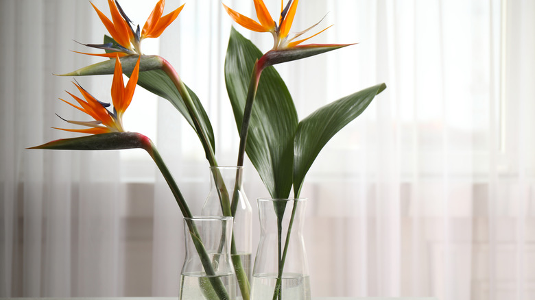 Bird of paradise in vase