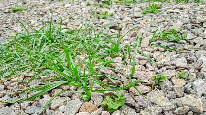 Various weeds growing through landscaping gravel