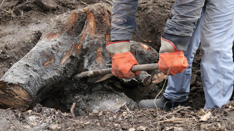 A person with a crowbar trying to remove a tree stump