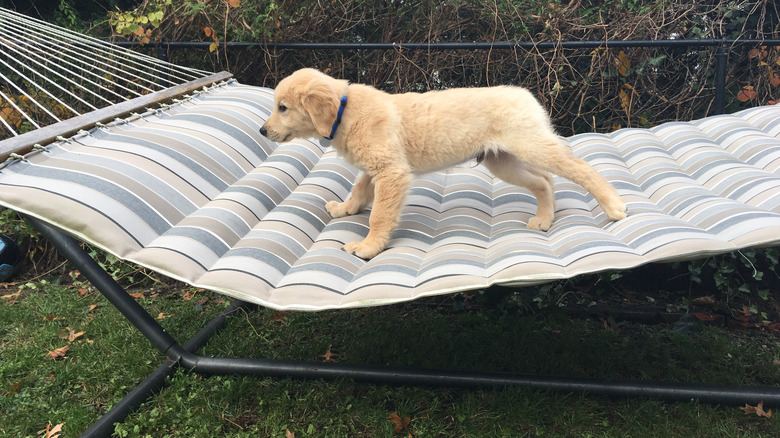 puppy on hammock with stand