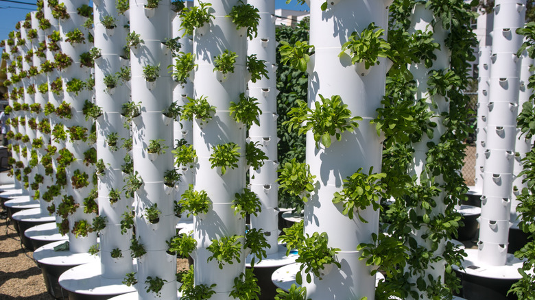 lettuce growing in hydroponic tower