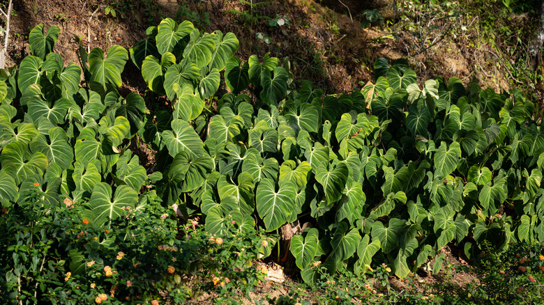 philodendron growing horizontally