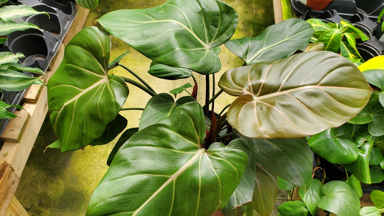 Philodendron Summer Glory Is A Crawling Plant That Grows Horizontally