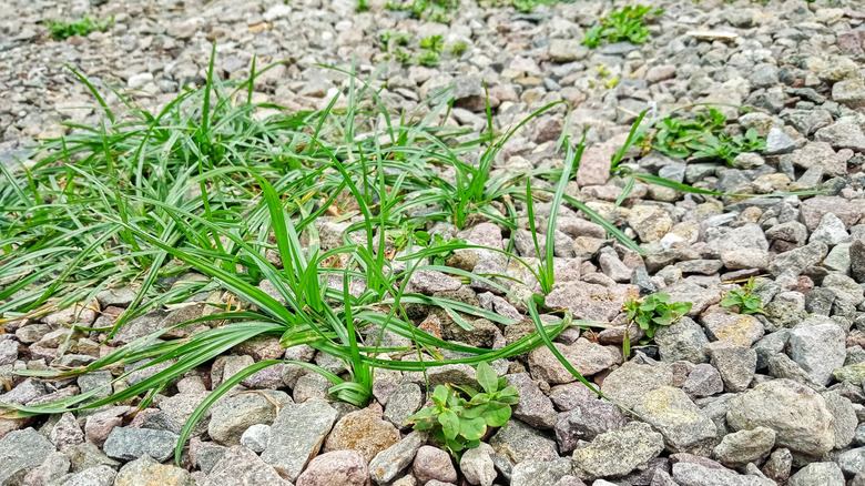 An up close view of weeds growing in gravel