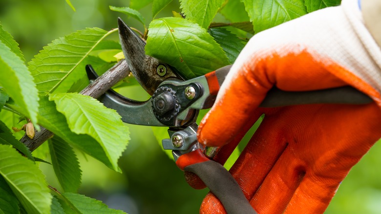 person using worn pruning shears