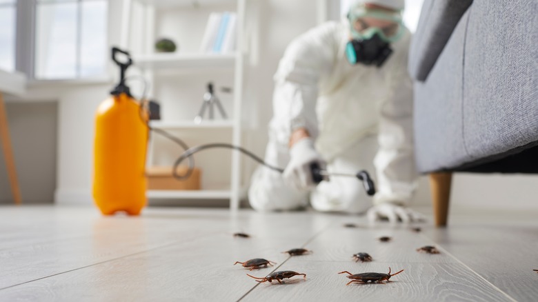 pest control exterminator killing cockroaches