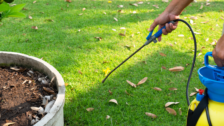 A person spraying herbicide in home lawn