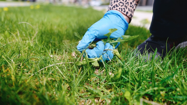 A person pulling weeds from a grass lawn