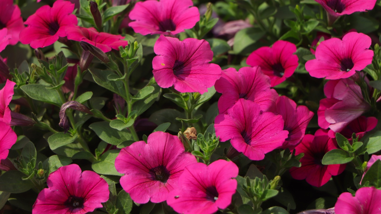 is-august-too-late-to-plant-flowering-annuals