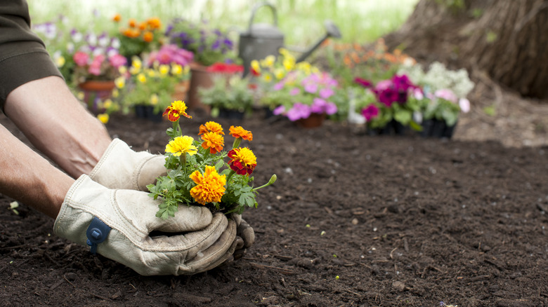 Person planting flowers