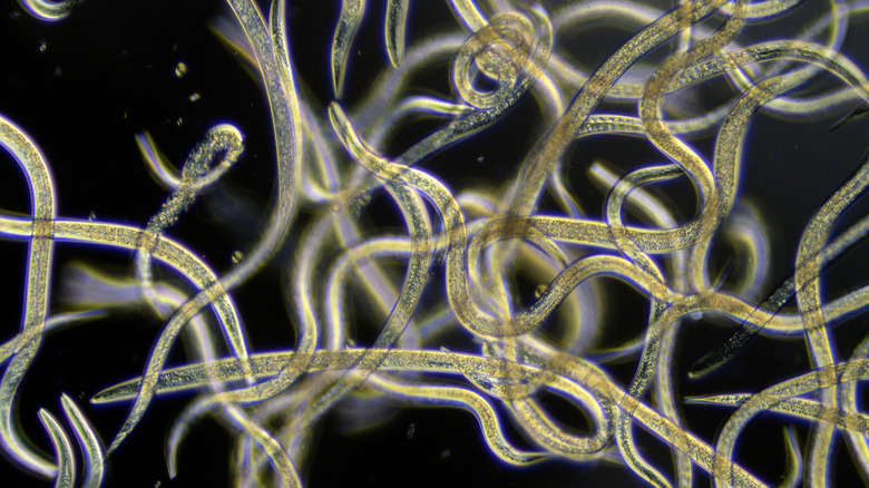 parasitic Steinernema nematodes