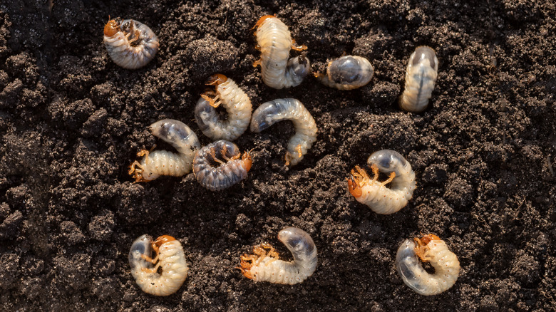 grubs laying in soil