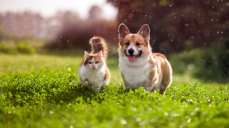 Cat and corgi on lawn