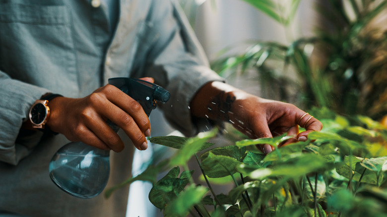 Woman sprays plant leaves