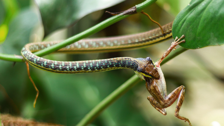 snake eating a frog