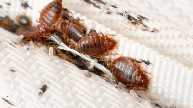 Bed bugs on mattress fibers