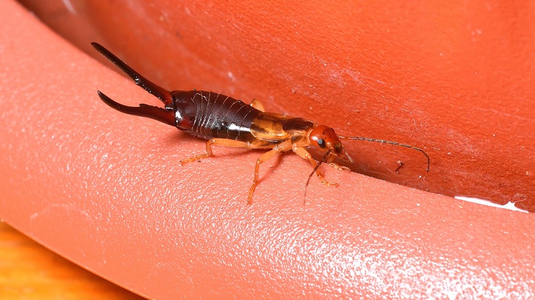 Earwigs crawling on flower pot