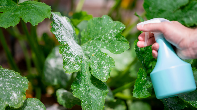 treating powdery mildew