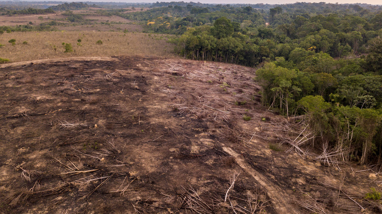 Deforestation trees cut down