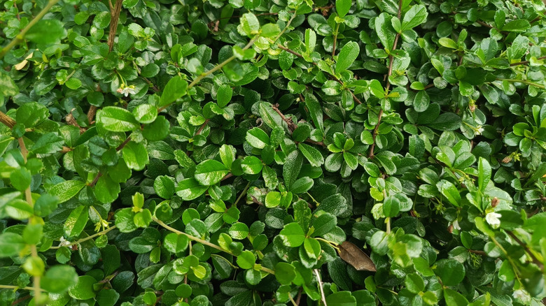 Close up of creeping wire vine