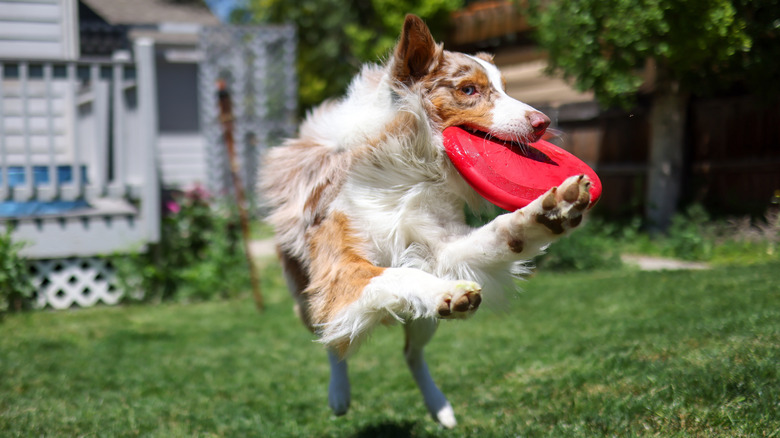 Dog catching frisbee in mouth in backyard