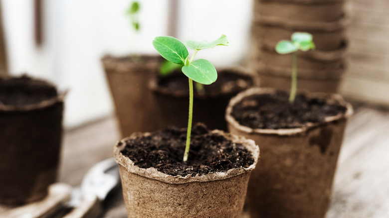 Seedlings in cardboard cups