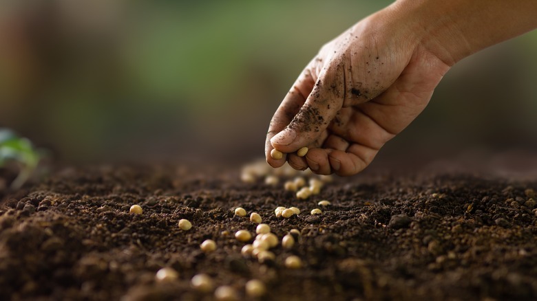 A hand sowing seeds in soil