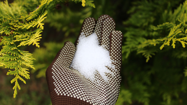 A gloved hand holding Epsom salt in garden