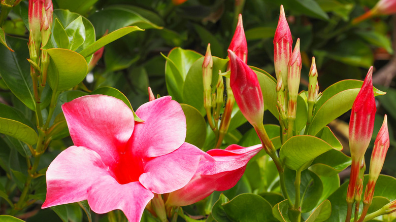 Pink flowering mandevilla plant