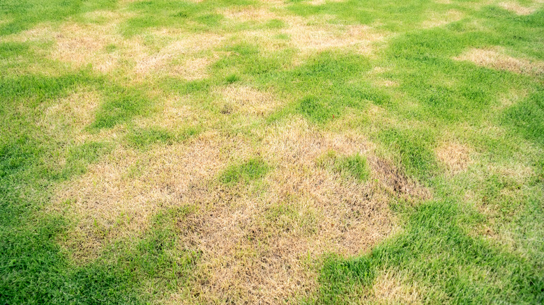 Green lawn with brown patches