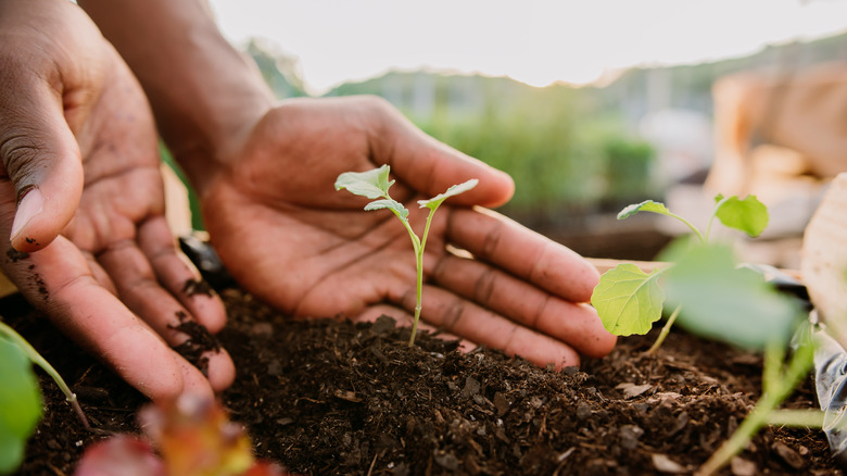 hand in soil around sprout