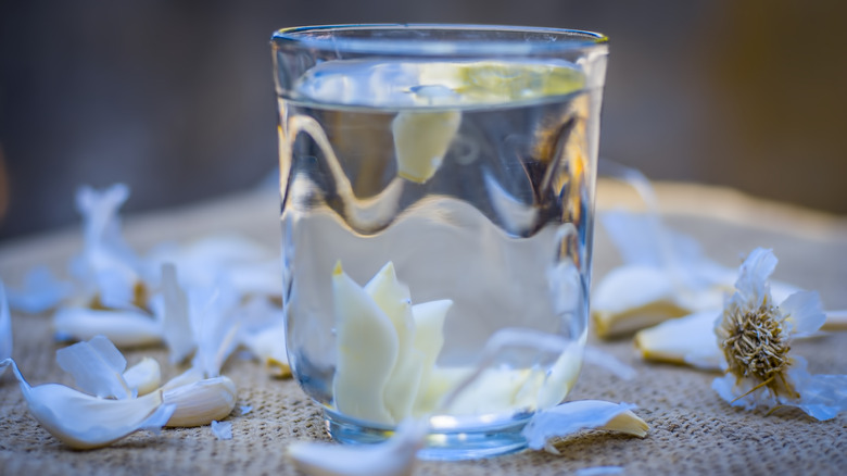 garlic in glass of water