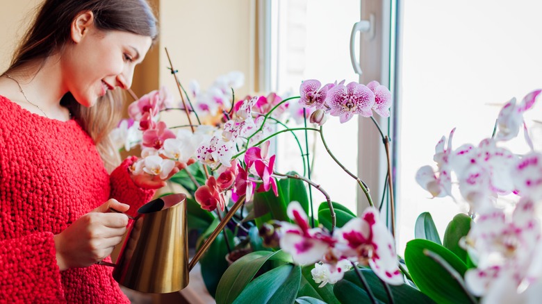 woman watering orchid plants