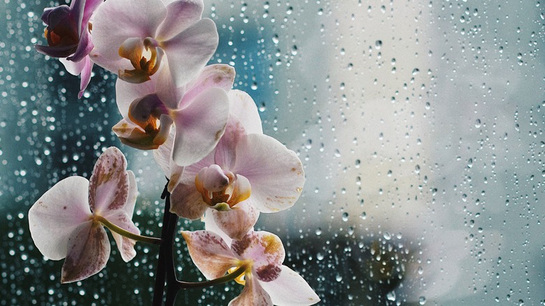 orchids in front of rain-covered window