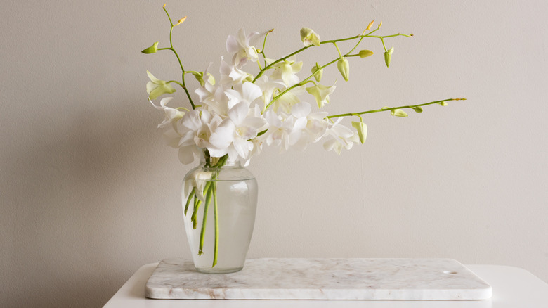 white orchid in transparent vase