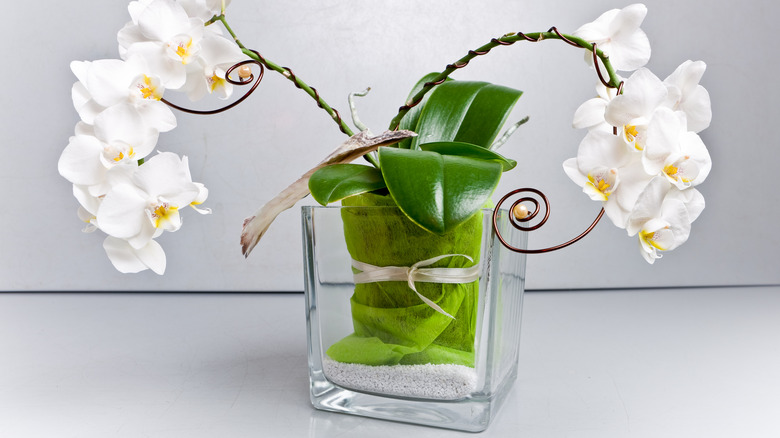 orchids in transparent vase