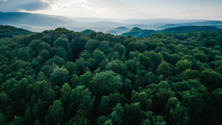 Green lush rain forest