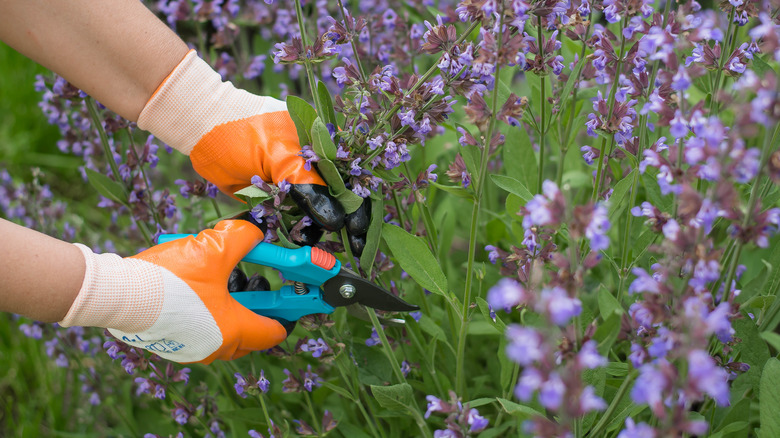 A gardener pruning a Russian sage bush in their garden.