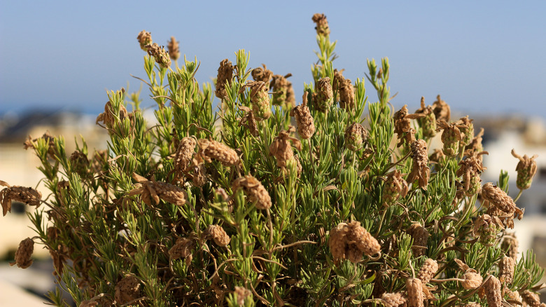 A lavender plant is dying due to too much humidity.