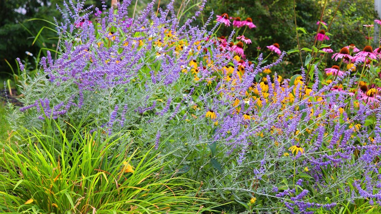 An abundantly blooming Russian sage plant in a home garden.