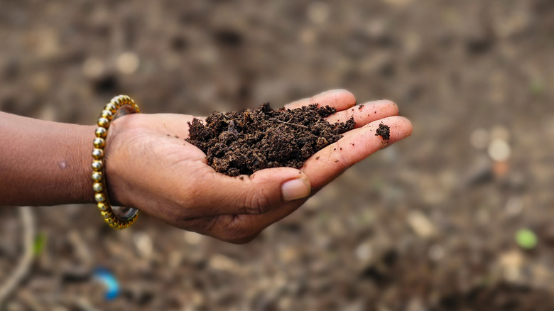 hand holding organic fertilizer