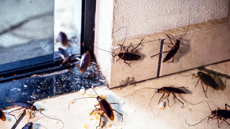 cockroaches on window