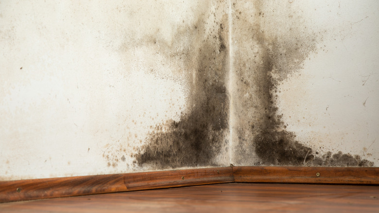 Black mold in house