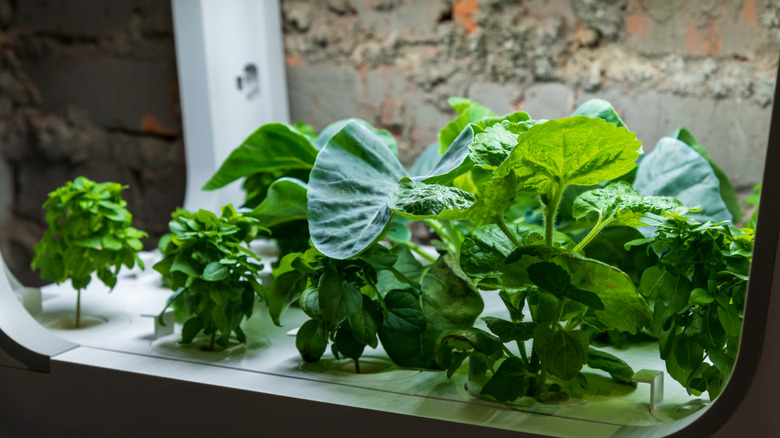 A small indoor hydroponic garden under grow lights