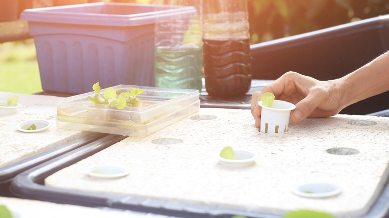 A gardener setting up a hydroponic system at home with net pots being inserted into Styrofoam floats